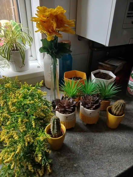 Photo of free Yellow plants/pots (Canford Heath, BH17 8) #1