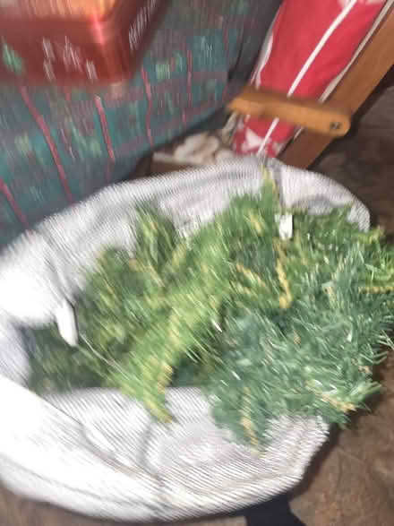 Photo of free Christmas garlands (Chapeltown S35) #2