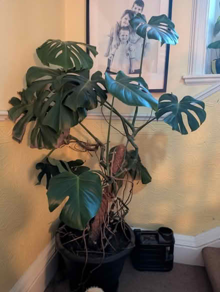 Photo of free Cheese plants (Maryhill, Glasgow G20) #1