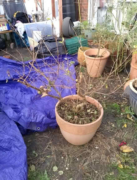 Photo of free Pomegranate tree (Springfield, MK6) #1