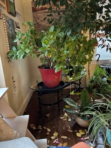 Photo of free Mandevilla (Roxbury) #1