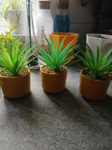 Photo of free Yellow plants/pots (Canford Heath, BH17 8) #4