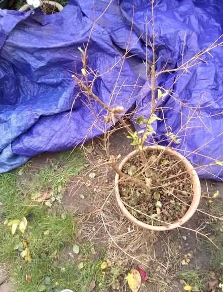 Photo of free Pomegranate tree (Springfield, MK6) #3