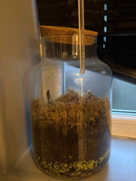 Photo of free Terrarium needs love (North shields NE30) #1