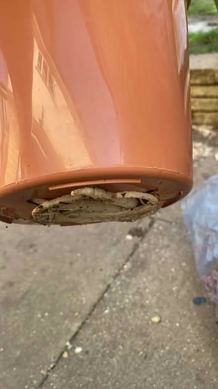 Photo of free Indoor plant (Letchworth wilbury) #3