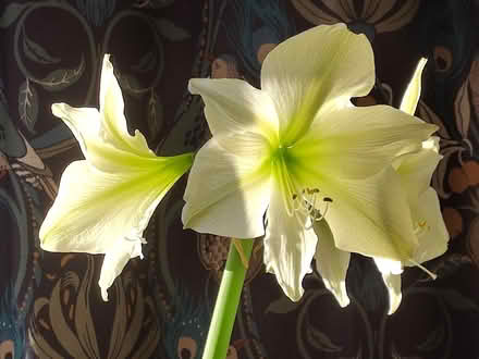 Photo of free Amaryllis bulbs (Bowerham LA1) #2