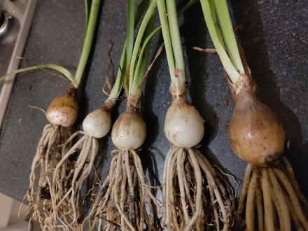 Photo of free Amaryllis bulbs (Bowerham LA1) #1