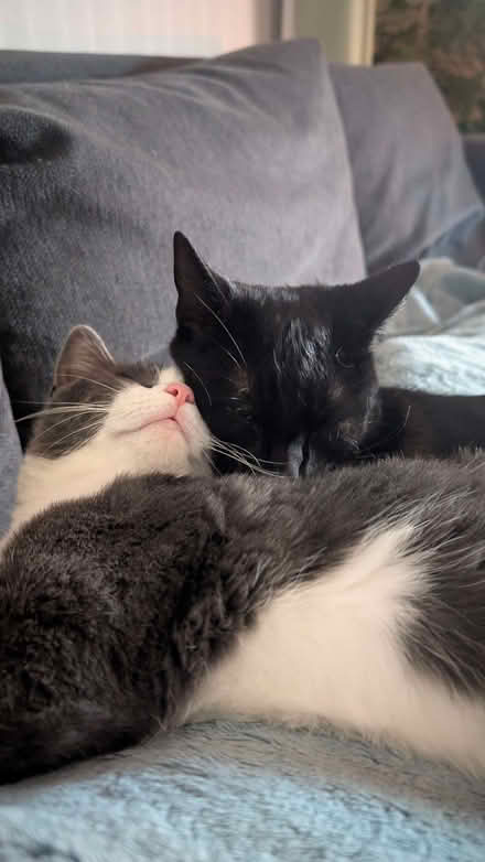 Photo of Cat items (Old Denaby DN12) #1