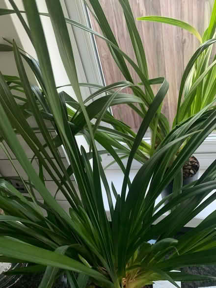 Photo of free Orchid Collection (North Tonbridge TN10) #3