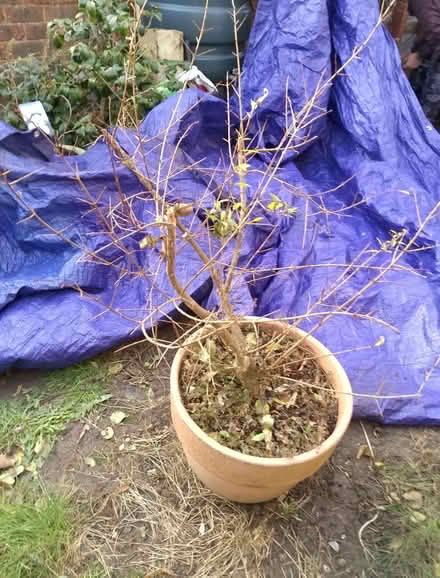 Photo of free Pomegranate tree (Springfield, MK6) #2