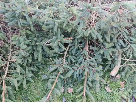 Photo of free Christmas tree foliage (Tydd St Giles) #1