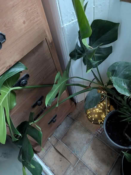 Photo of free Cheese plants (Maryhill, Glasgow G20) #2