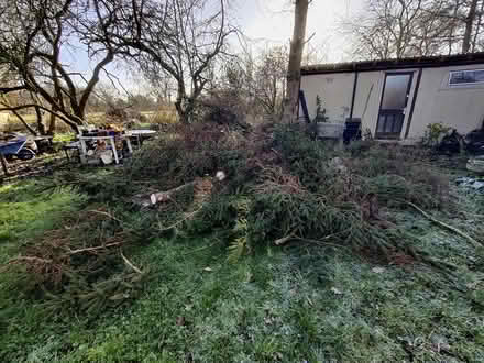 Photo of free Christmas tree foliage (Tydd St Giles) #2