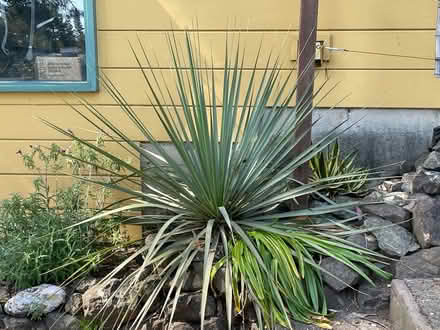 Photo of free Yucca (Berkeley Hills, Terrace View) #1
