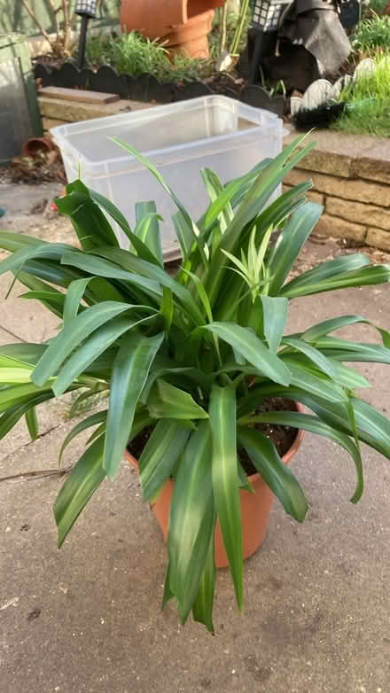 Photo of free Indoor plant (Letchworth wilbury) #4