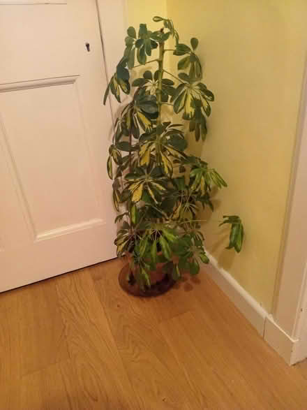 Photo of free Umbrella plant (Millerston, G33) #1