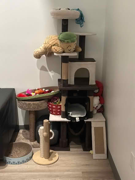 Photo of free Cat supplies (Polish Hill) #1