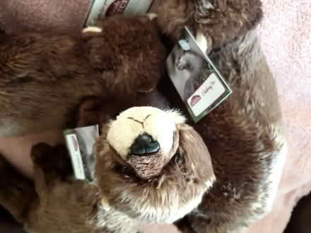 Photo of free Stuffed toy otters (Leeds LS2) #2