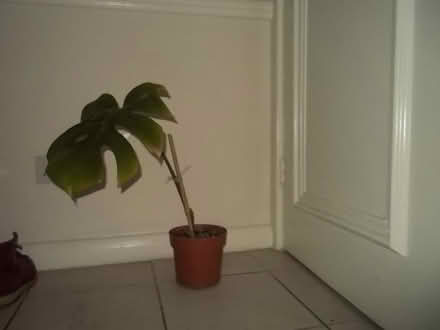 Photo of free CHEESE plant (Wimbledon SW19) #1