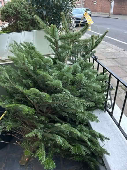 Photo of free Norman Fir Christmas Tree 150cm (SW18 2QH) #1