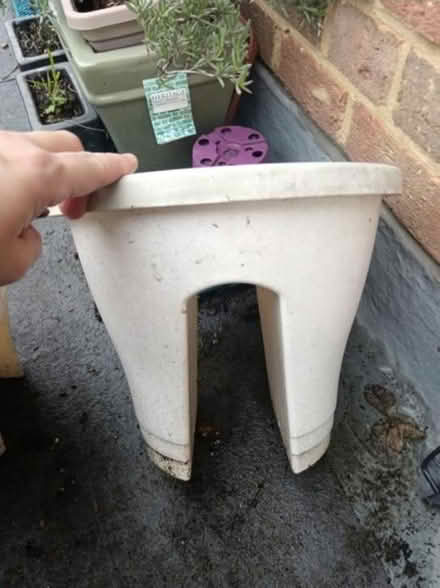 Photo of free Two bride plants pot (SW15 Putney Vale) #3
