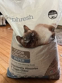 Photo of free paper cat litter #1