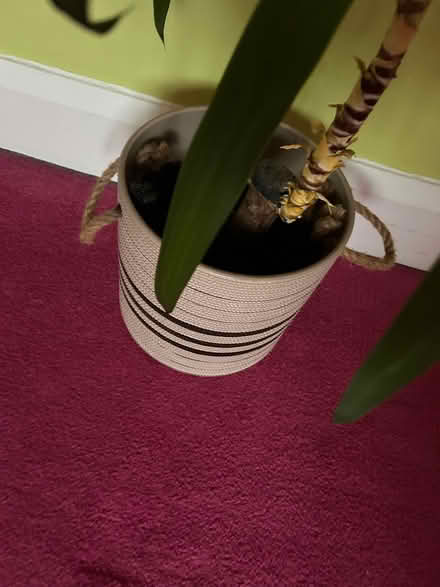 Photo of free Yukka plant (Walsall WS4) #3