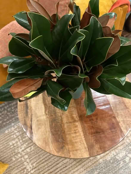 Photo of free Seasonal decorative greens (Petworth/16th St Heights) #1