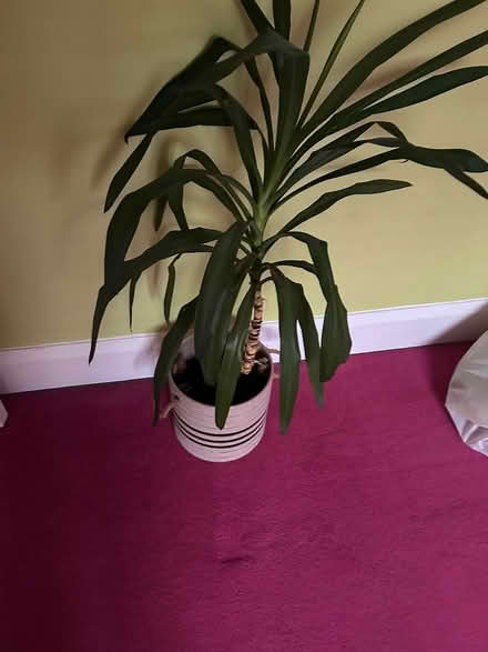Photo of free Yukka plant (Walsall WS4) #2