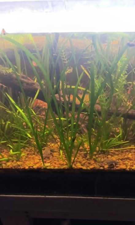 Photo of free aquatic plant known Vallisneria (melrose) #1