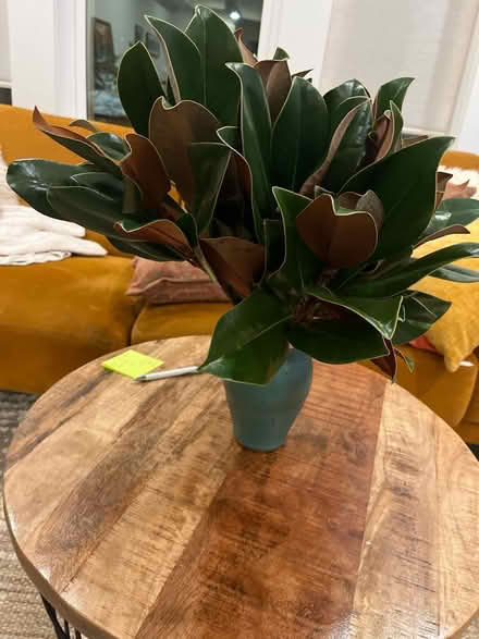 Photo of free Seasonal decorative greens (Petworth/16th St Heights) #2