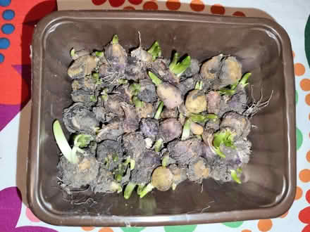 Photo of free Bluebell bulbs (Manchester M19) #1