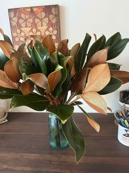 Photo of free Seasonal decorative greens (Petworth/16th St Heights) #3