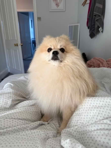 Photo of free Fire door (East Ham E6) #3