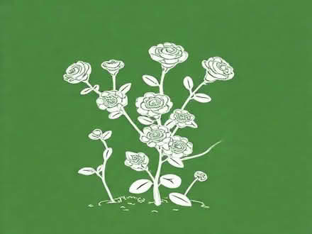 Photo of free Climber rose cuttings (Wimbledon Village SW19) #1