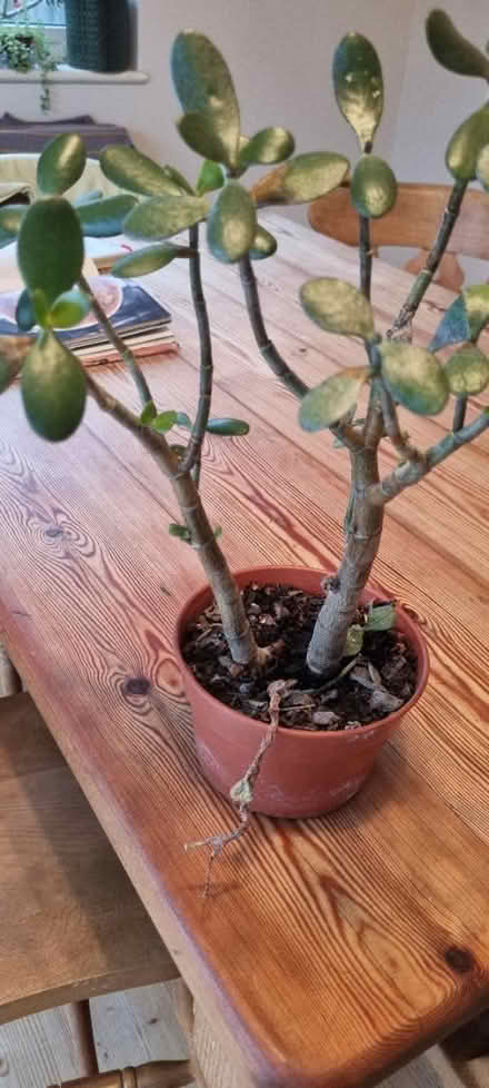 Photo of free Jade plant (SE25) #1