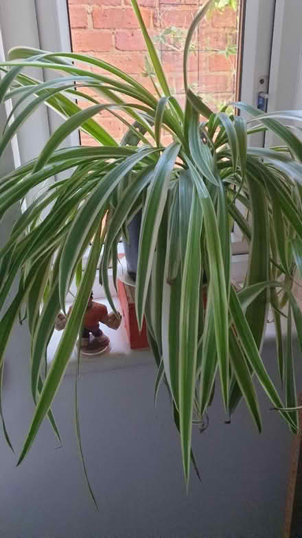 Photo of free Spider plant (TW7) #1