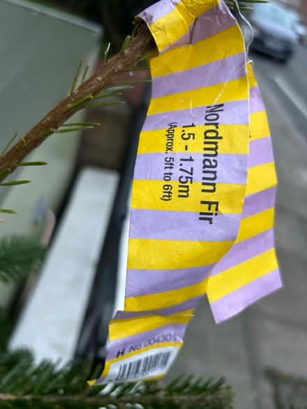 Photo of free Norman Fir Christmas Tree 150cm (SW18 2QH) #2
