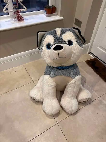 Photo of free Giant soft toy - husky dog (Southfields SW19) #2
