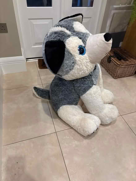Photo of free Giant soft toy - husky dog (Southfields SW19) #3