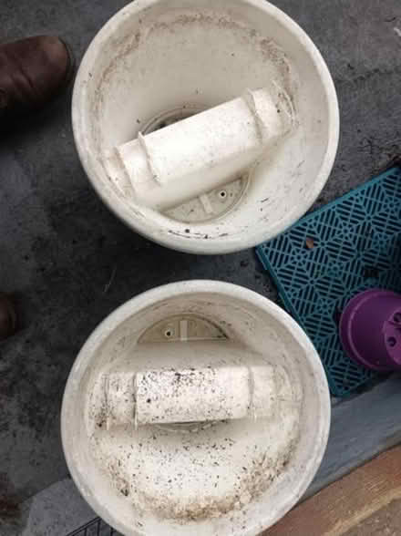 Photo of free Two bride plants pot (SW15 Putney Vale) #2