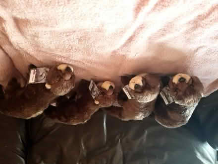Photo of free Stuffed toy otters (Leeds LS2) #1