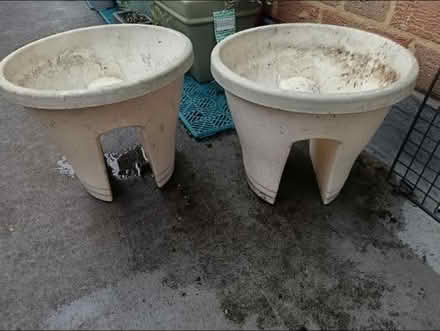 Photo of free Two bride plants pot (SW15 Putney Vale) #1