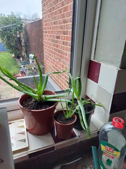 Photo of free Aloe vera plants (Little Heath RG31) #1