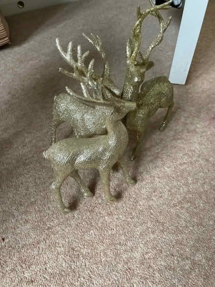 Photo of free Gold stags (Hilperton BA14) #1