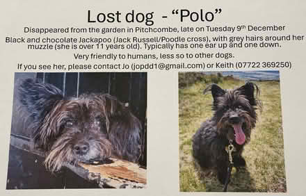 Photo of Missing dog as photo (GL6 6) #1