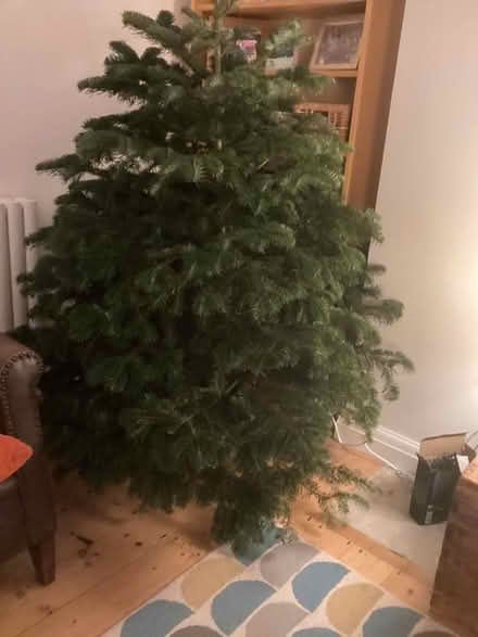 Photo of free Pine Christmas tree and stand (New Hinksey OX1) #1