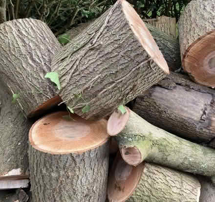 Photo of Wood (Caldecott OX14) #1