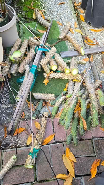 Photo of free Cholla Cactus Cuttings (los gatos and san jose) #4