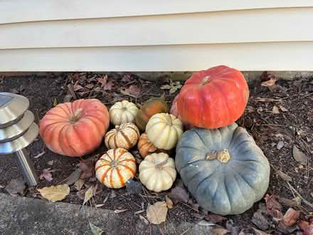 Photo of free Pumpkins (Alpharetta) #1